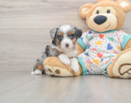 7 week old Mini Aussiedoodle Puppy For Sale - Pilesgrove Pups