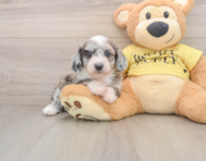 8 week old Mini Aussiedoodle Puppy For Sale - Pilesgrove Pups