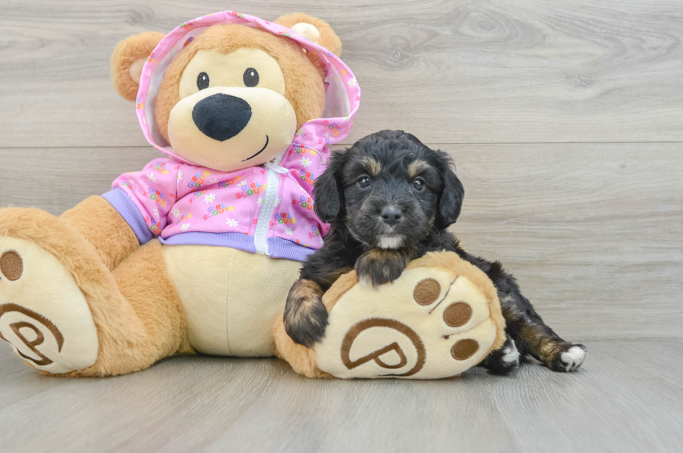 6 week old Mini Aussiedoodle Puppy For Sale - Pilesgrove Pups