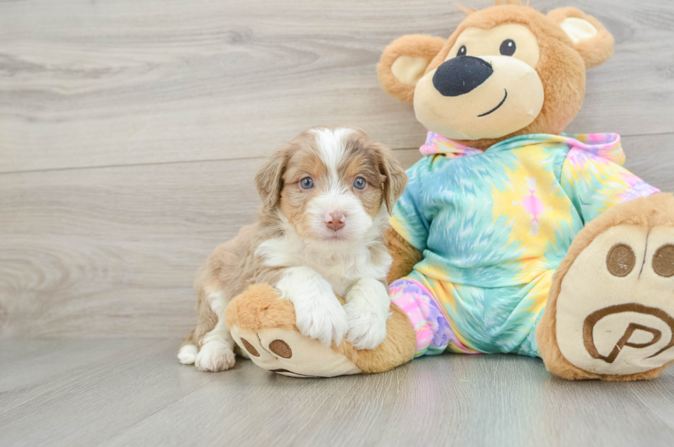 5 week old Mini Aussiedoodle Puppy For Sale - Pilesgrove Pups