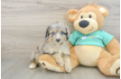 Mini Aussiedoodle Pup Being Cute
