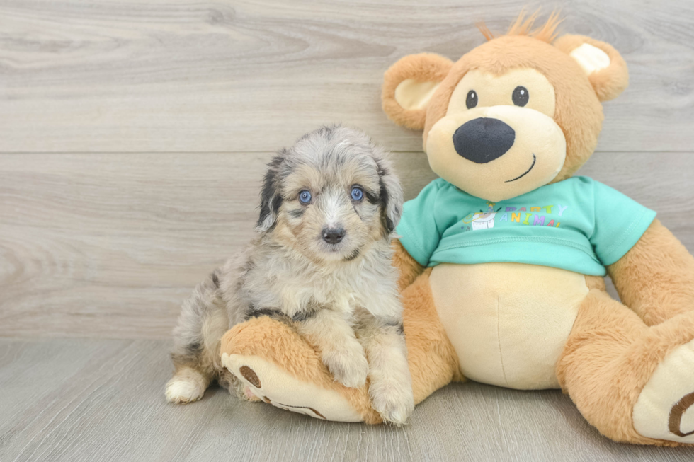 Mini Aussiedoodle Pup Being Cute