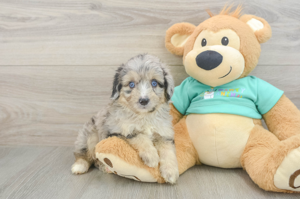 5 week old Mini Aussiedoodle Puppy For Sale - Pilesgrove Pups