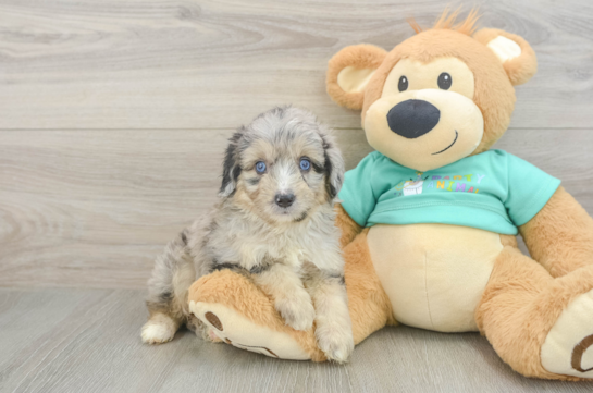 Mini Aussiedoodle Pup Being Cute