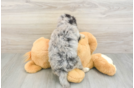 Mini Aussiedoodle Pup Being Cute