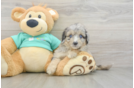 Adorable Mini Australian Shepherd X Poodle Mix Poodle Mix Puppy