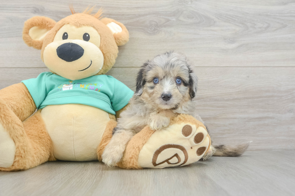 Adorable Mini Australian Shepherd X Poodle Mix Poodle Mix Puppy