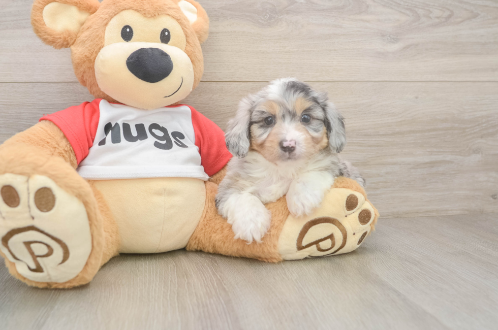 6 week old Mini Aussiedoodle Puppy For Sale - Pilesgrove Pups