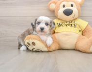 8 week old Mini Aussiedoodle Puppy For Sale - Pilesgrove Pups