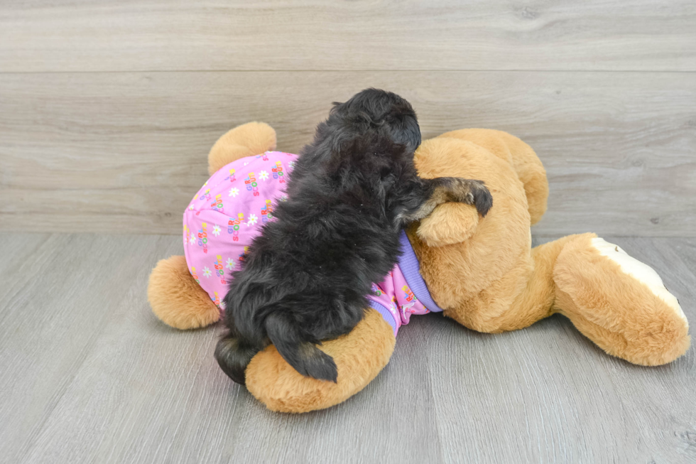 Best Mini Aussiedoodle Baby