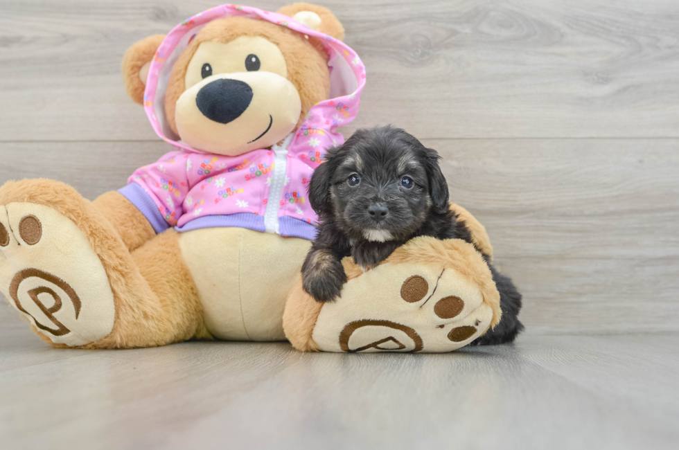 6 week old Mini Aussiedoodle Puppy For Sale - Pilesgrove Pups