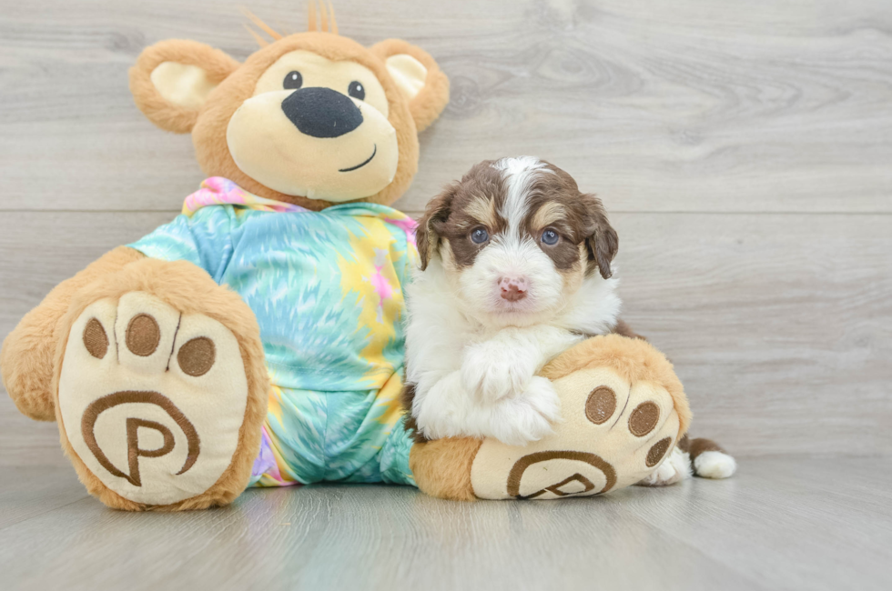5 week old Mini Aussiedoodle Puppy For Sale - Pilesgrove Pups