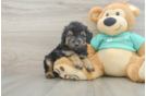 Fluffy Mini Aussiedoodle Poodle Mix Pup