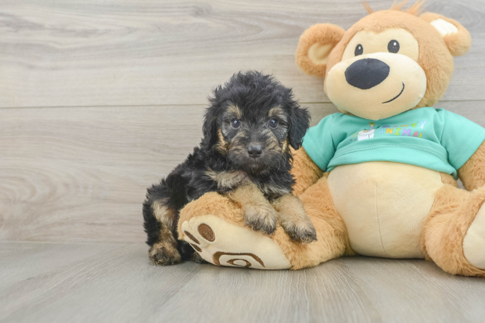 Fluffy Mini Aussiedoodle Poodle Mix Pup