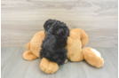 Little Mini Aussiepoo Poodle Mix Puppy