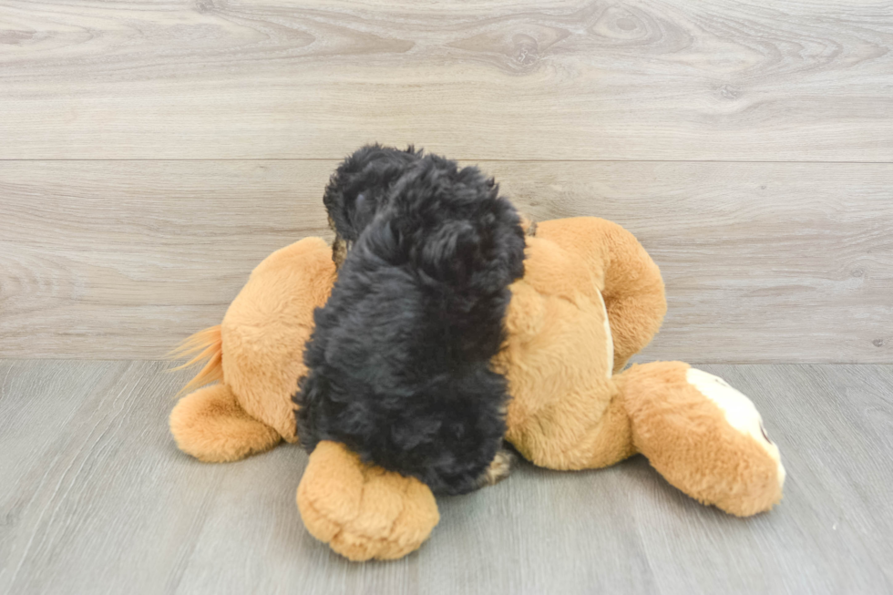 Little Mini Aussiepoo Poodle Mix Puppy