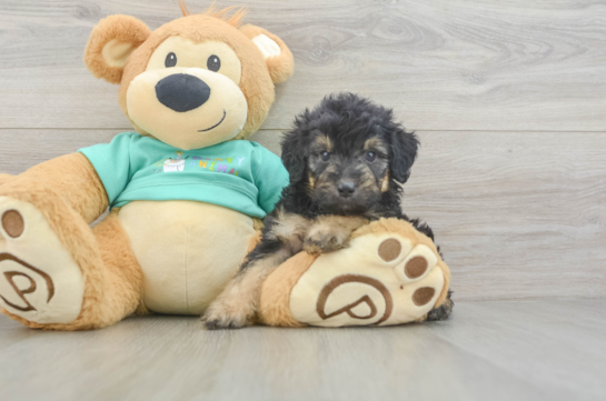 Cute Mini Aussiedoodle Baby