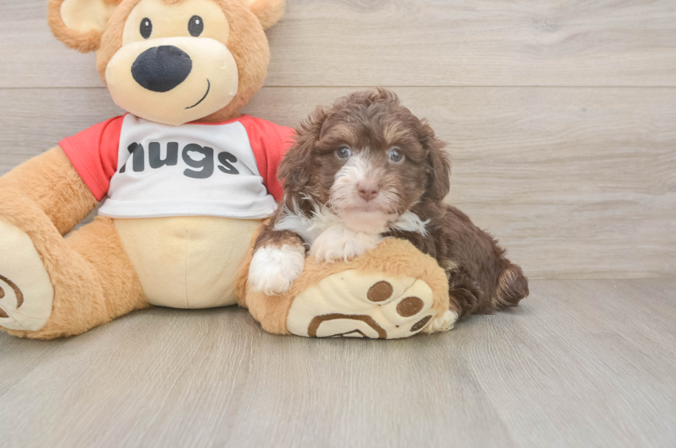 6 week old Mini Aussiedoodle Puppy For Sale - Pilesgrove Pups