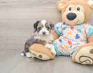 7 week old Mini Aussiedoodle Puppy For Sale - Pilesgrove Pups