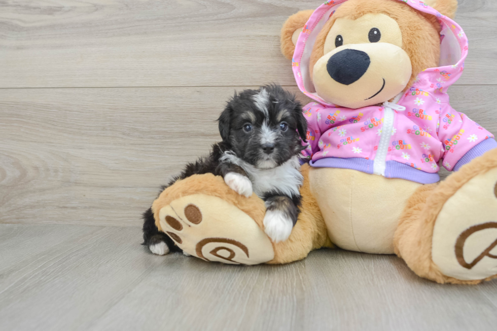 Adorable Mini Australian Shepherd X Poodle Mix Poodle Mix Puppy