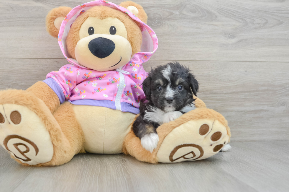 6 week old Mini Aussiedoodle Puppy For Sale - Pilesgrove Pups