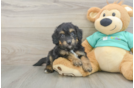 Funny Mini Aussiedoodle Poodle Mix Pup