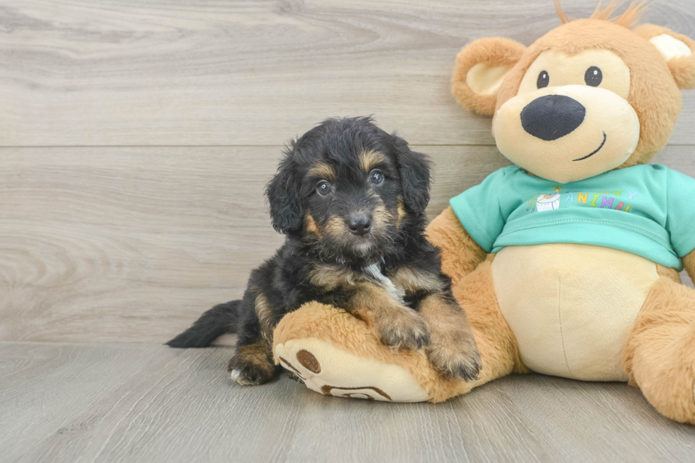 Funny Mini Aussiedoodle Poodle Mix Pup