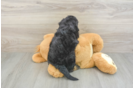 Small Mini Aussiedoodle Baby