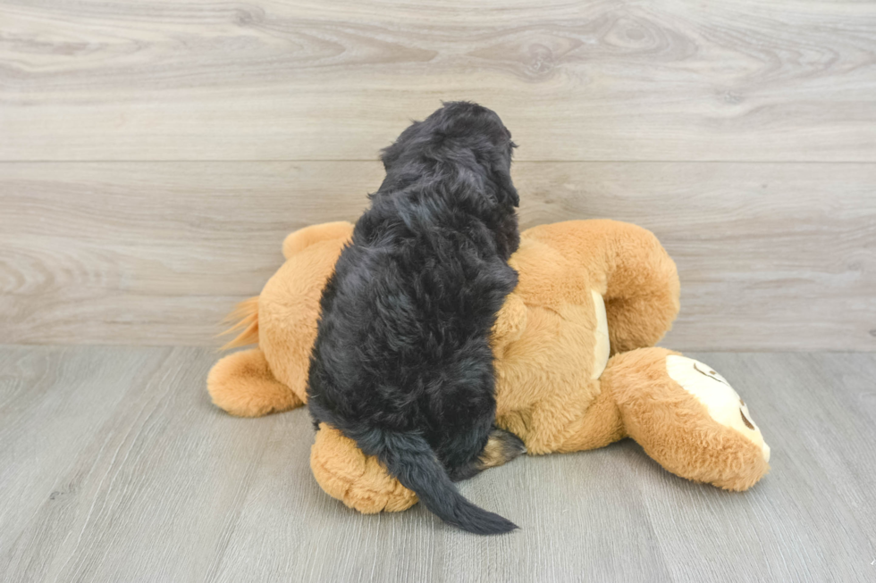 Small Mini Aussiedoodle Baby