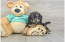 Energetic Aussie Poo Poodle Mix Puppy