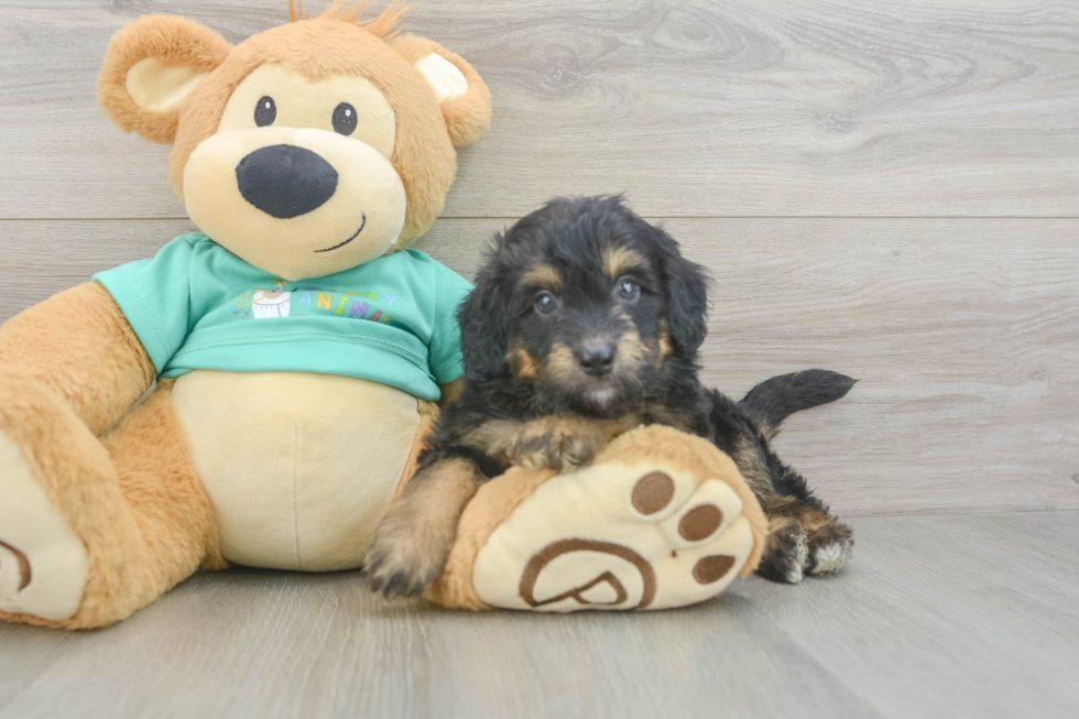 Energetic Aussie Poo Poodle Mix Puppy