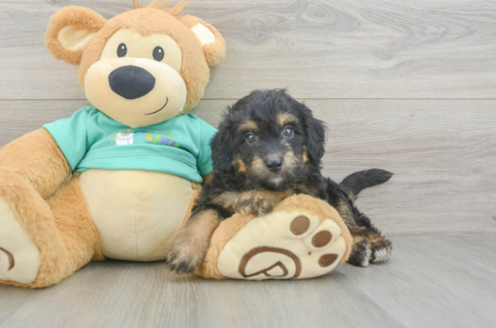 Energetic Aussie Poo Poodle Mix Puppy