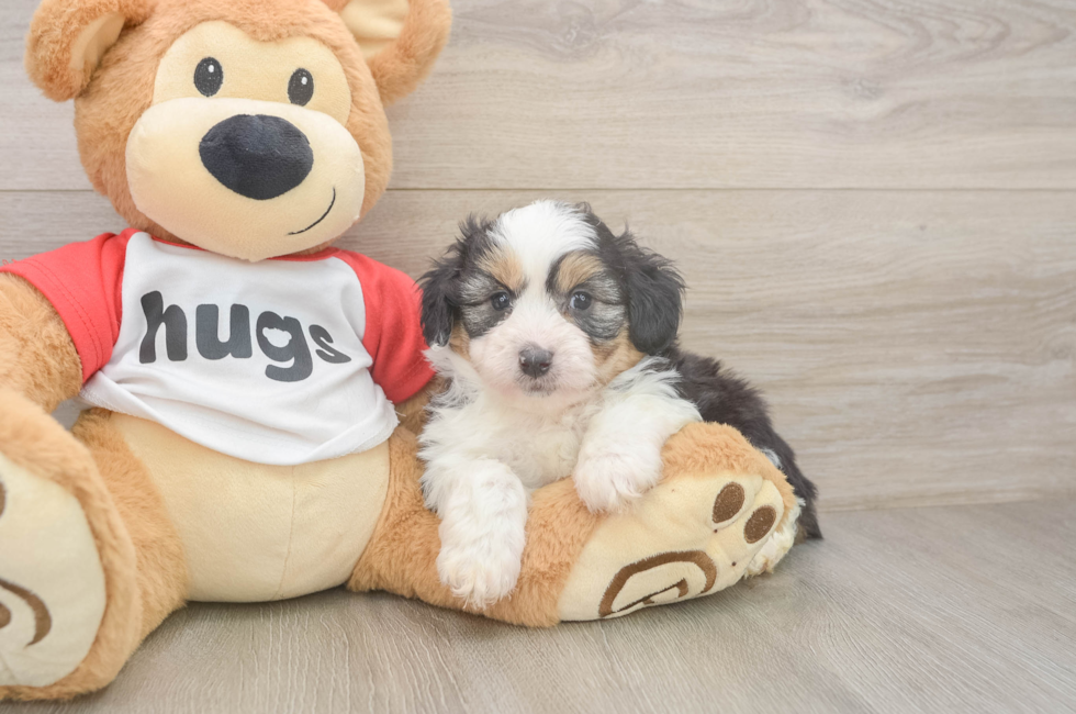 6 week old Mini Aussiedoodle Puppy For Sale - Pilesgrove Pups