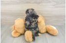 Cute Mini Aussiedoodle Baby