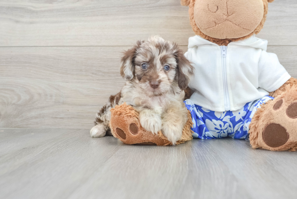 Best Mini Aussiedoodle Baby