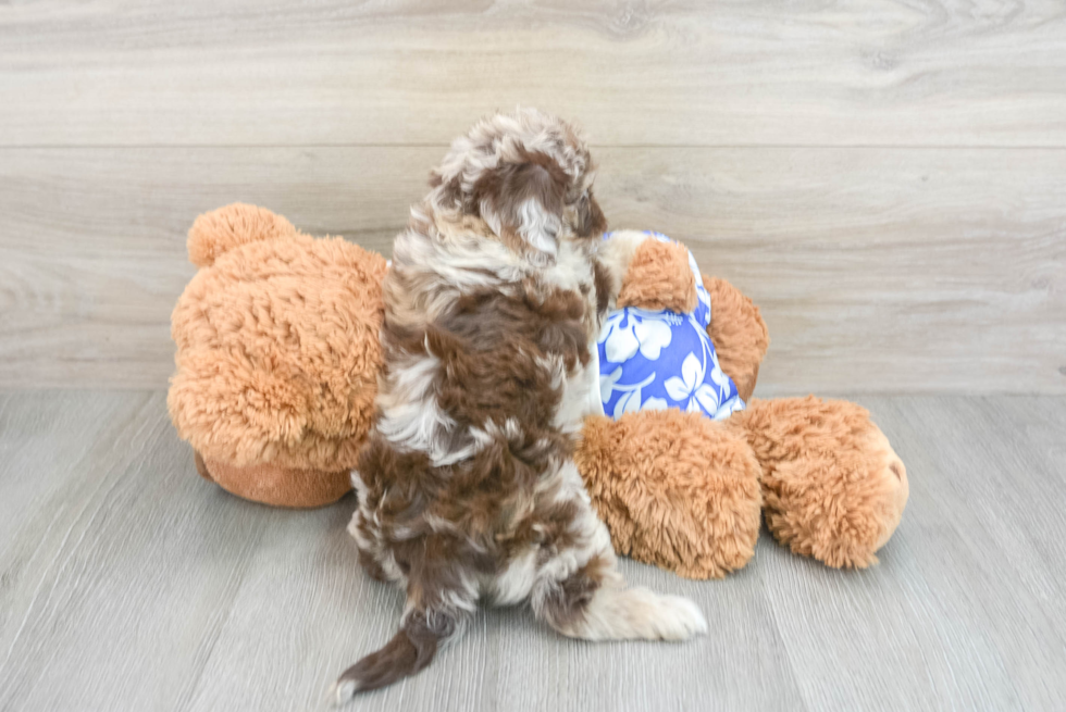 Energetic Aussiepoo Poodle Mix Puppy