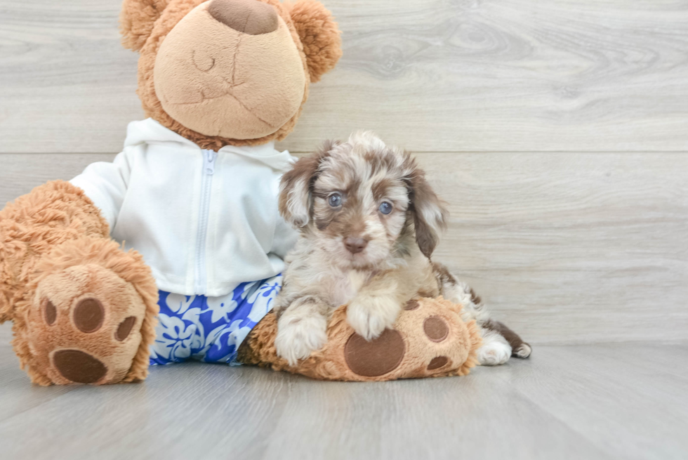 Mini Aussiedoodle Pup Being Cute