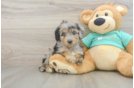 Mini Aussiedoodle Puppy for Adoption