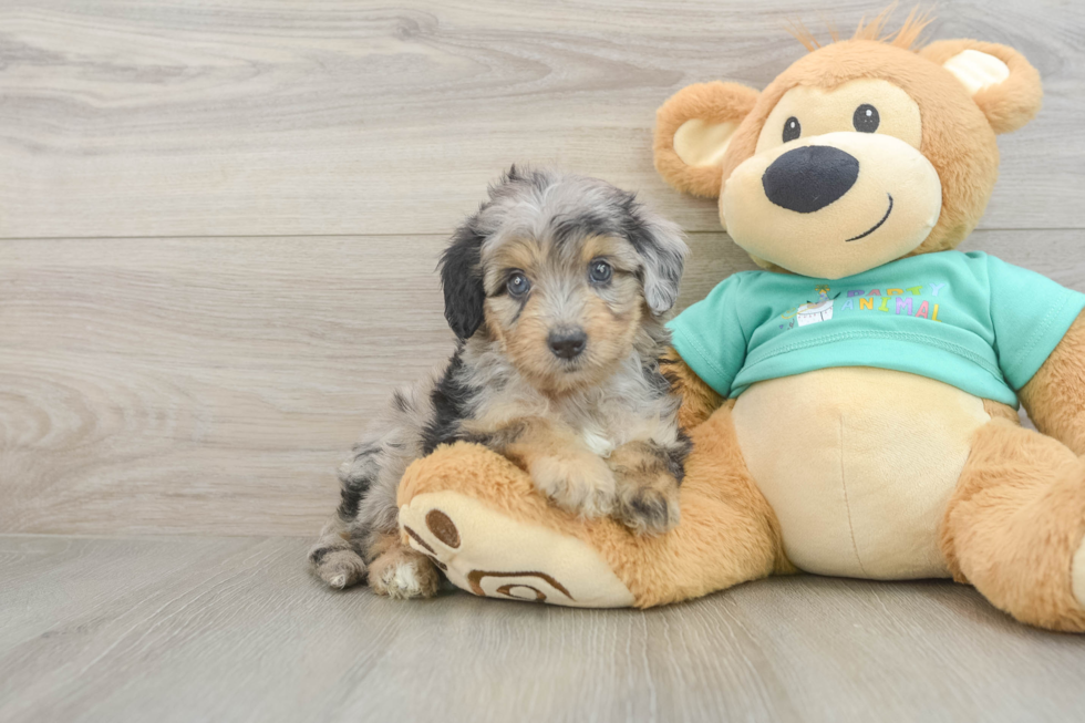 Mini Aussiedoodle Puppy for Adoption