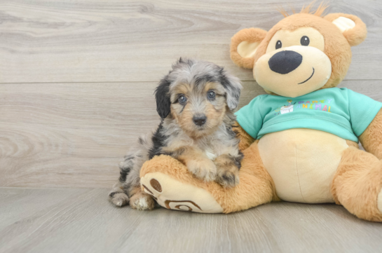 Mini Aussiedoodle Puppy for Adoption