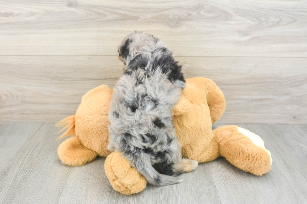 Happy Mini Aussiedoodle Baby