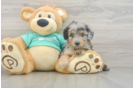 Mini Aussiedoodle Pup Being Cute
