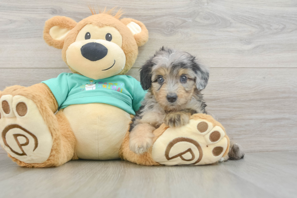 Mini Aussiedoodle Pup Being Cute
