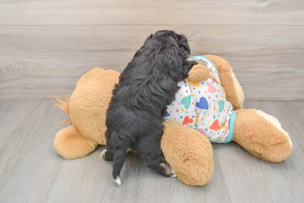 Adorable Mini Australian Shepherd X Poodle Mix Poodle Mix Puppy
