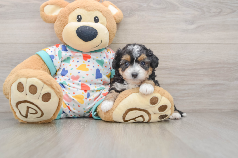 Petite Mini Aussiedoodle Poodle Mix Pup