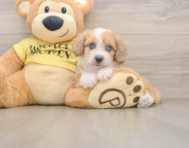 8 week old Mini Aussiedoodle Puppy For Sale - Pilesgrove Pups