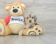 8 week old Mini Aussiedoodle Puppy For Sale - Pilesgrove Pups