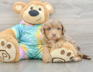 7 week old Mini Aussiedoodle Puppy For Sale - Pilesgrove Pups