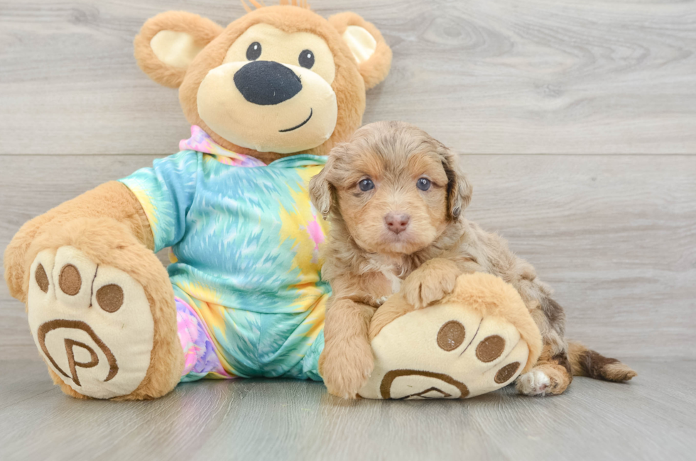 5 week old Mini Aussiedoodle Puppy For Sale - Pilesgrove Pups