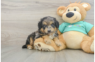 Mini Aussiedoodle Puppy for Adoption